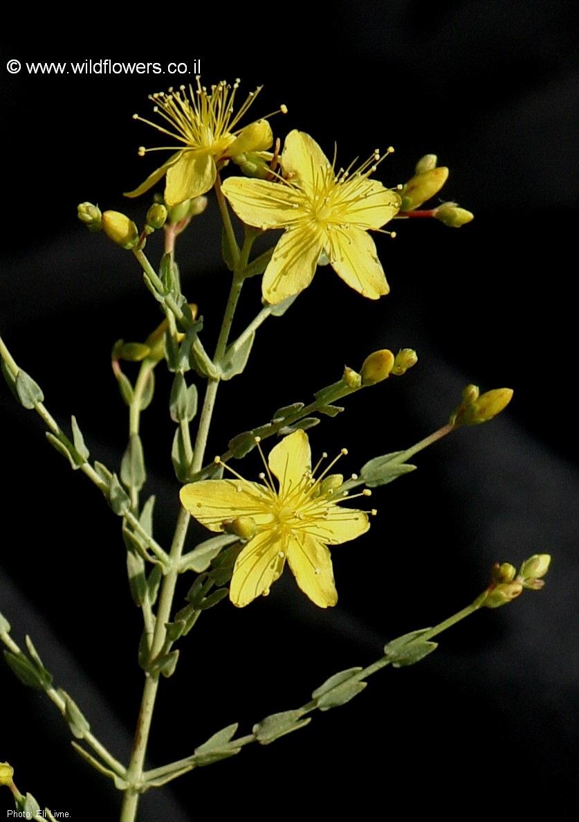 Hypericum triquetrifolium